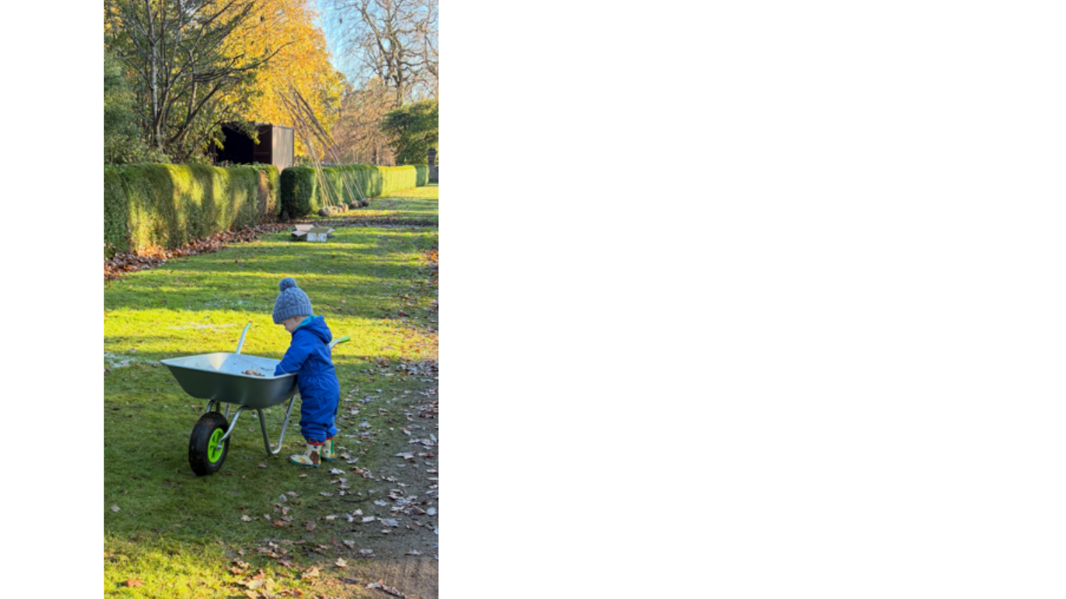 A young boy plays in a park. He is looking inside a wheel barrow. There are fallen leaves on the ground, and it is sunny. 