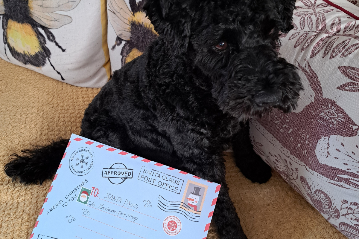 A small black dog sits on a patterned beige sofa, with a letter to Santa Paws resting in front.