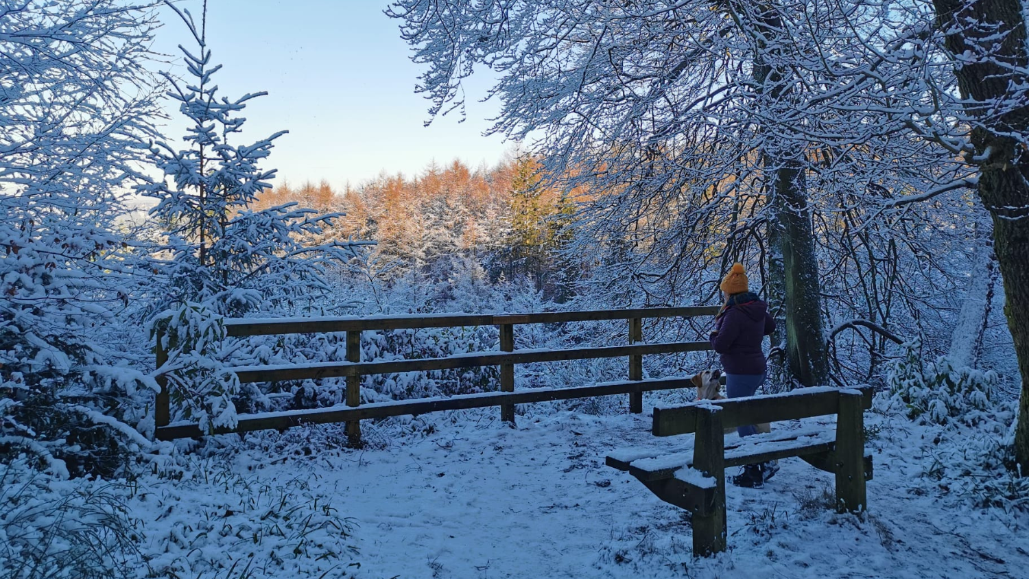 A young women in winter clothing and a hat stands looking at a golden Labrador. They are standing in a forest covered in snow.