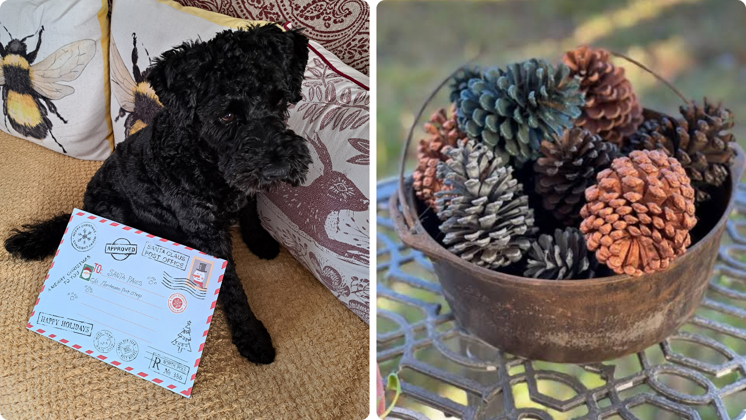 Left: A small black dog sits on a patterned beige sofa, with a letter to Santa Paws resting in front. And right, a basket of pine cones.