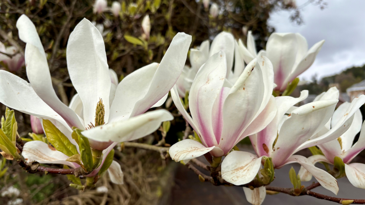 Large white flowers in a garden.