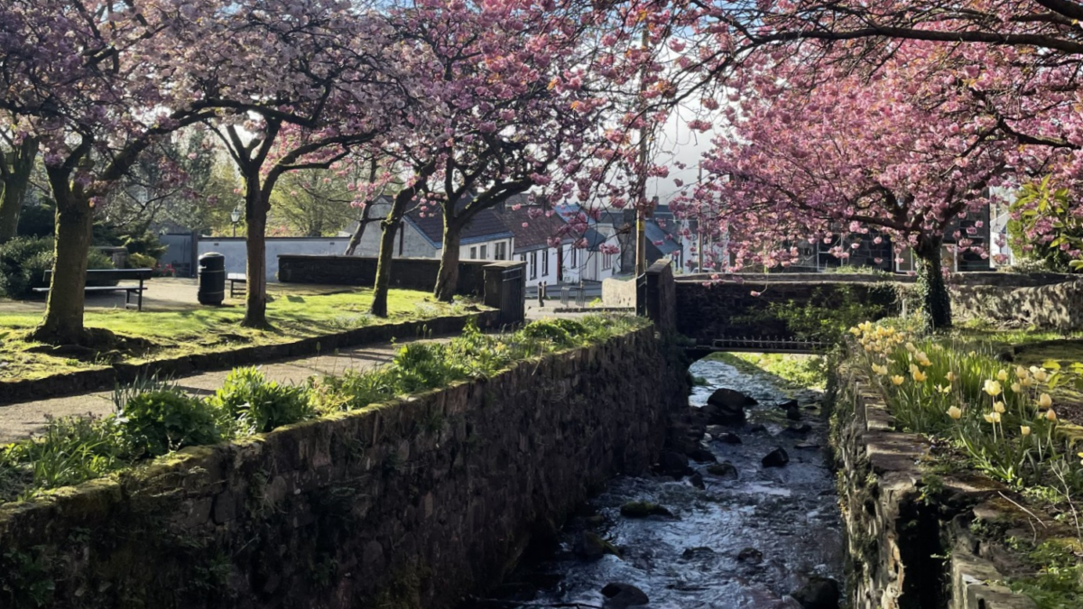A river running through a local park, and under a bridge. There are cherry blossoms along the bank and houses in the distance.