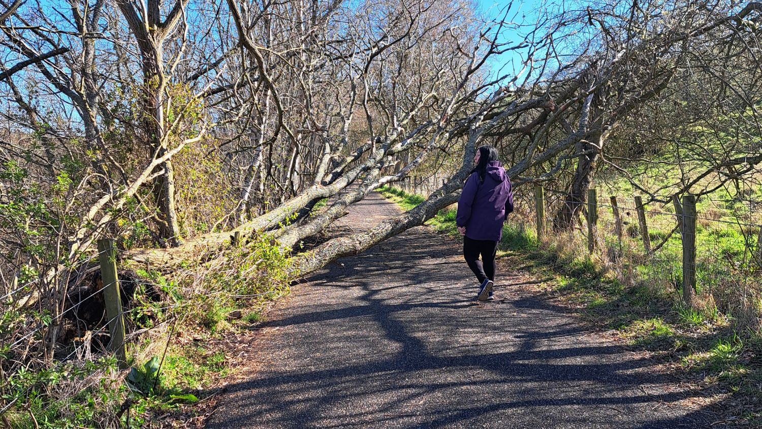 A woman in a purple raincoat walks along a path. There are fields and trees either side. 